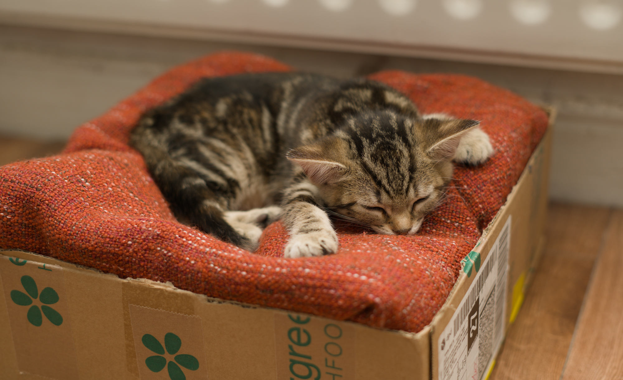 Fitness this week, #6 2025 - Christmas and cats