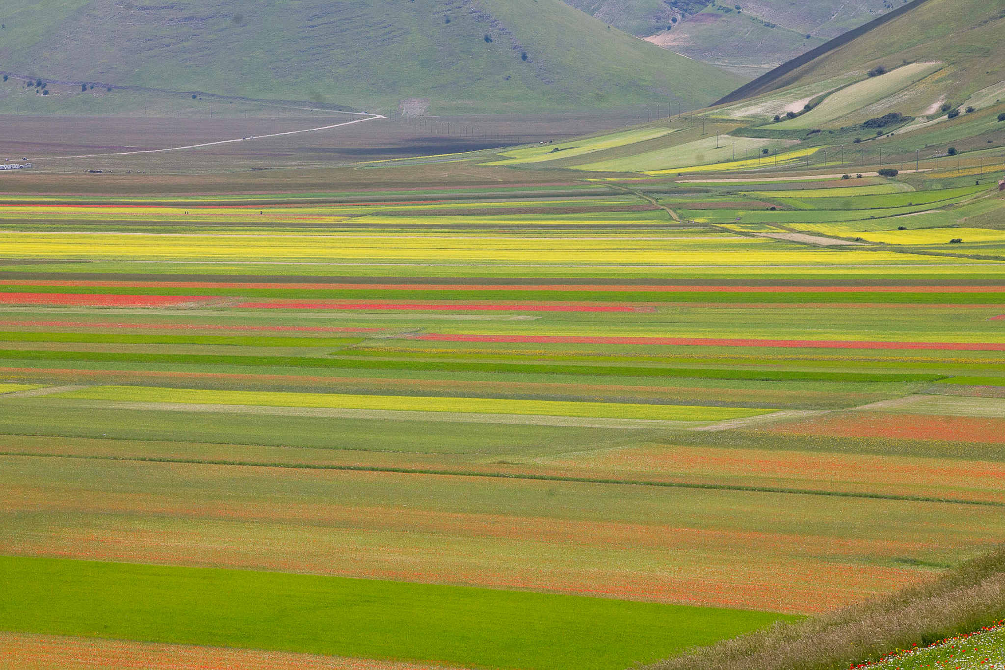 Fioritura di Castelluccio