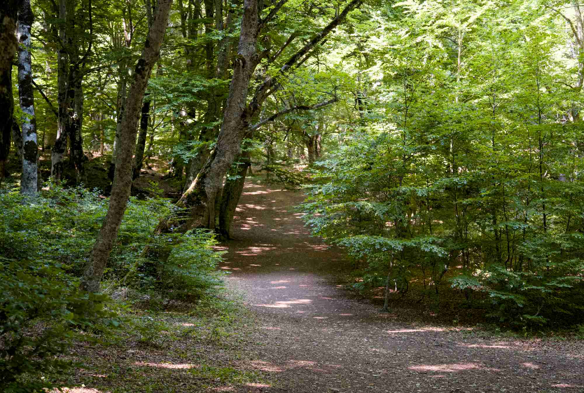 Bosco di Sant' Antonio