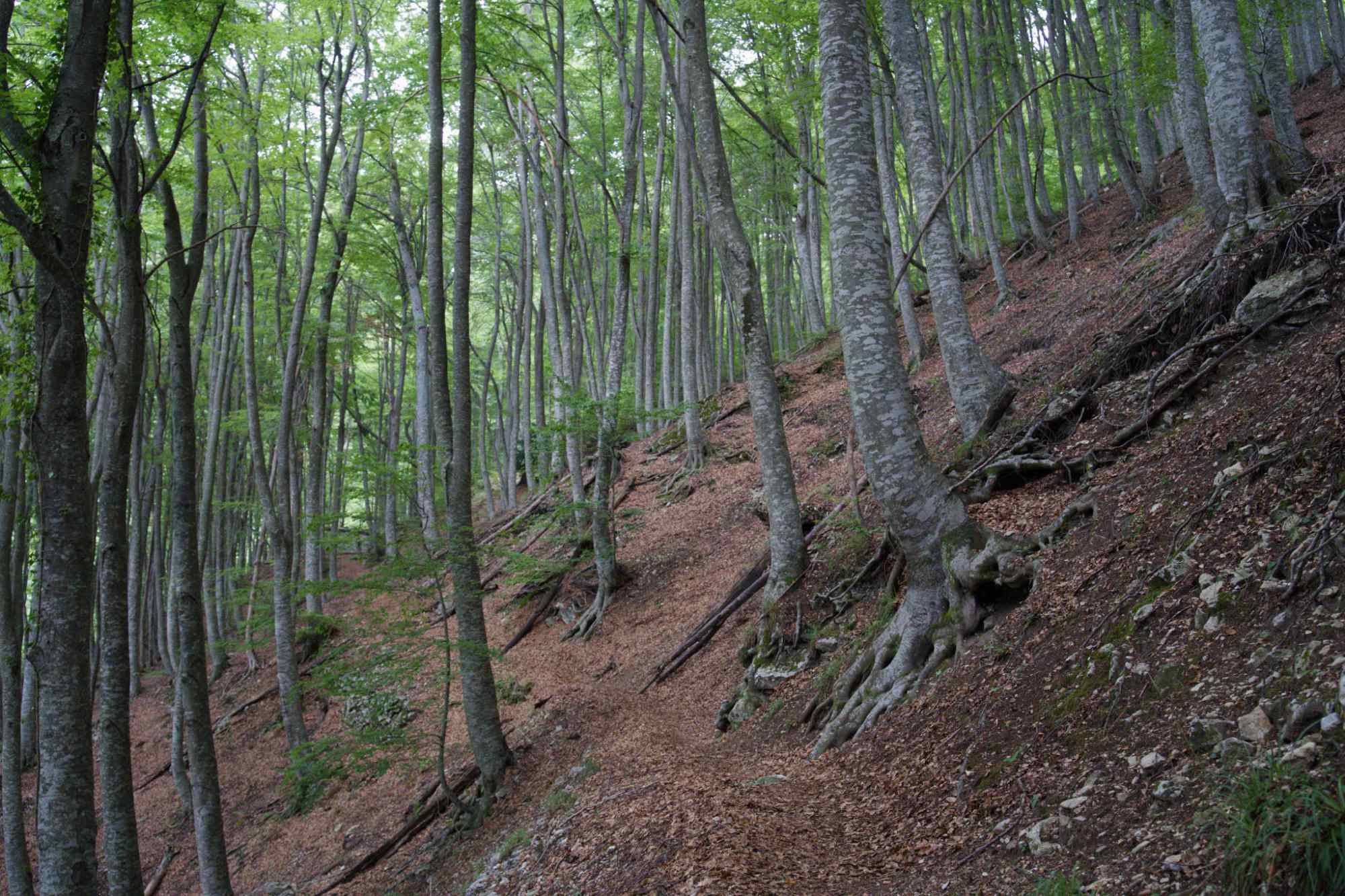 Cascata dell' Asinara