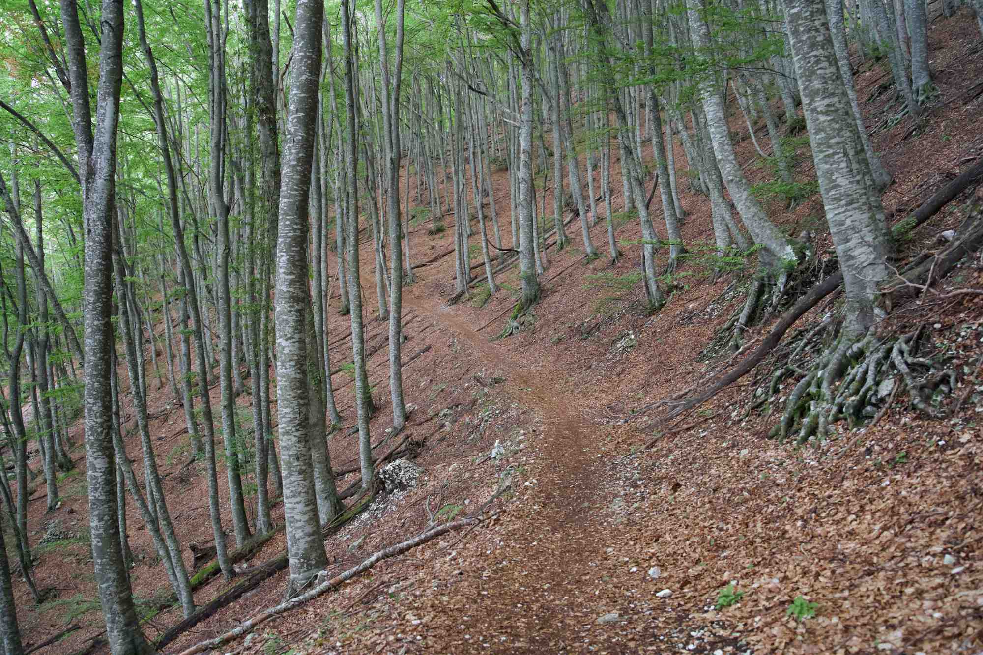 Cascata dell' Asinara